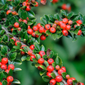 Picture of Cotoneaster Horizontalis Std 90cm