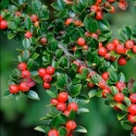 Picture of Cotoneaster Horizontalis