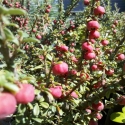 Picture of Cotoneaster Microphyllus