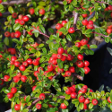 Picture of Cotoneaster Royal Beauty