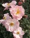 Picture of Cottage Garden-Rose