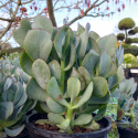 Picture of Crassula Arbourescens