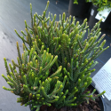 Picture of Crassula Lycopodioides