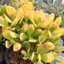 Picture of Crassula Ovata