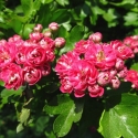 Picture of Crataegus Pauls Scarlet