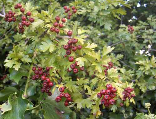 Picture of Crataegus Rosea Flore Pleno