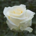 Picture of Creme De La Creme-Rose