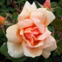 Picture of Crepuscule Weeper Std 1.8m-Rose
