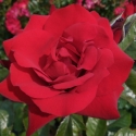 Picture of Crimson Bouquet-Rose