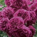 Picture of Crimson Shower Std 1.8m Weeper-Rose