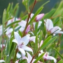Picture of Crowea Pink Blush