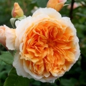 Picture of Crown Princess Margareta-Rose