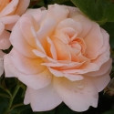 Picture of Crystal Palace Std 45cm-Rose