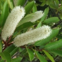 Picture of Cunonia Capensis