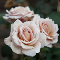 Picture of Cup Fever Std 80cm-Rose