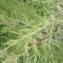 Picture of Cupressus Fine Gold