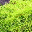 Picture of Cupressus Golden Halo