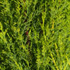 Picture of Cupressus Gracilis