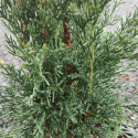 Picture of Cupressus Green Spire