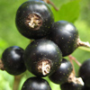 Picture of Currant Black Goliath