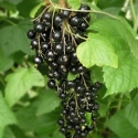 Picture of Currant Black Whistler
