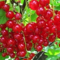 Picture of Currant Gloire de Versailles