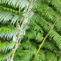 Picture of Cyathea Dealbata