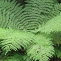 Picture of Cyathea Smithii