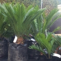 Picture of Cycas Revoluta