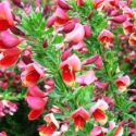 Picture of Cytisus Raspberry Ripple