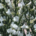 Picture of Cytisus Snow White