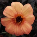 Picture of Dahlia Mystic Haze