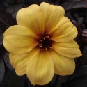 Picture of Dahlia Mystic Illusion