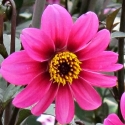 Picture of Dahlia Mystic Sparkler