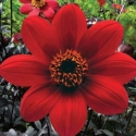 Picture of Dahlia Mystic Wonder