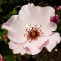 Picture of Dainty Bess-Rose