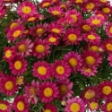 Picture of Daisy Angelic Burgundy