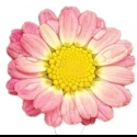 Picture of Daisy Angelic Maize