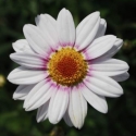 Picture of Daisy Barbie