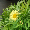Picture of Daisy Buttermint
