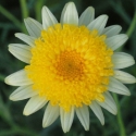 Picture of Daisy Honeycomb