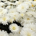Picture of Daisy Purity