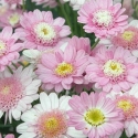 Picture of Daisy Sugar Candy