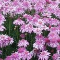 Picture of Daisy Summer Stars
