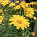 Picture of Daisy Sunny Spring