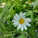 Picture of Daisy White Chocolate