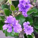 Picture of Dampiera Purpurea