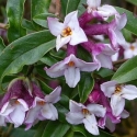 Picture of Daphne Bholua