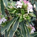 Picture of Daphne Burkwoodii Variegata