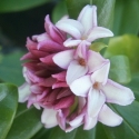 Picture of Daphne Leucanthe